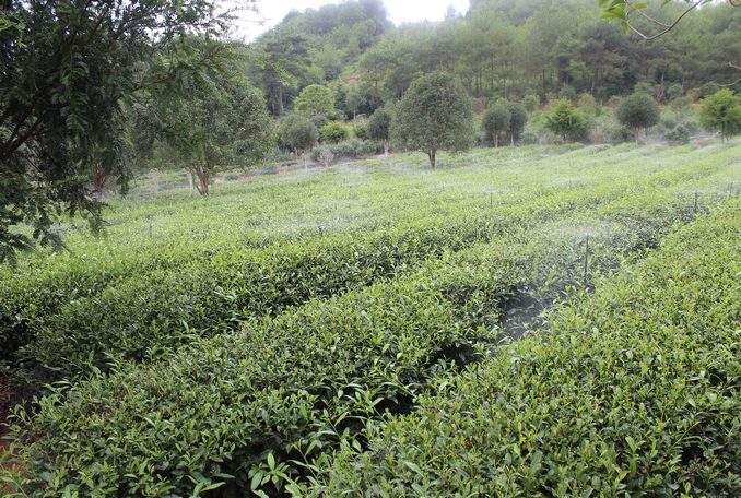 無土栽培，無土栽培技術(shù)，無土栽培設(shè)備