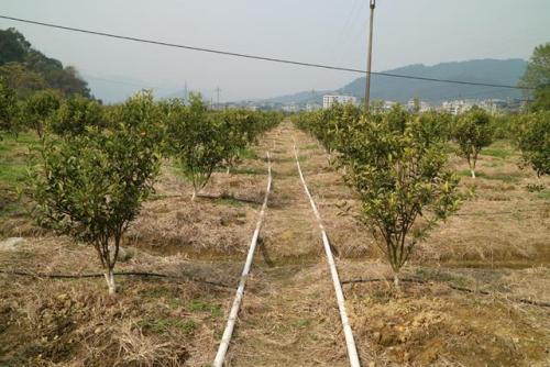 無土栽培，無土栽培技術，無土栽培設備